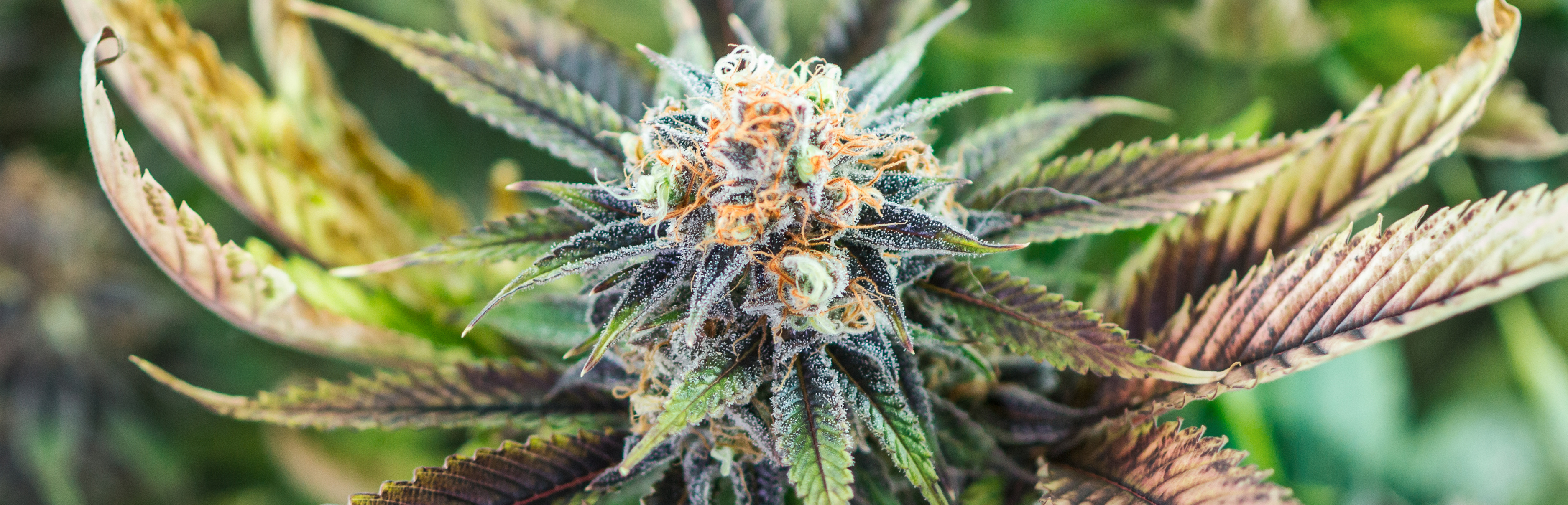 Sonoma County Mailed Marijuana